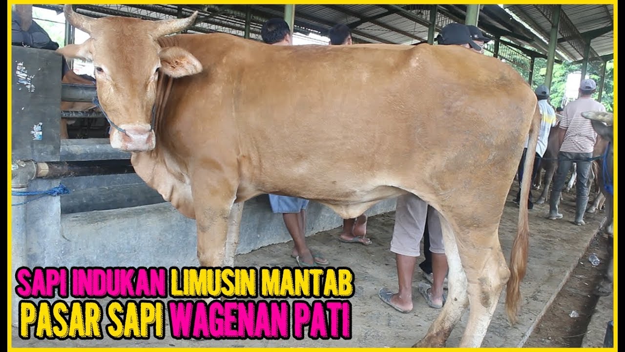 INDUKAN Sapi Pasar Sapi Wagenan Dan Update Harga Hari INI 