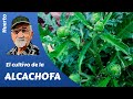  el cultivo completo de las alcachofas