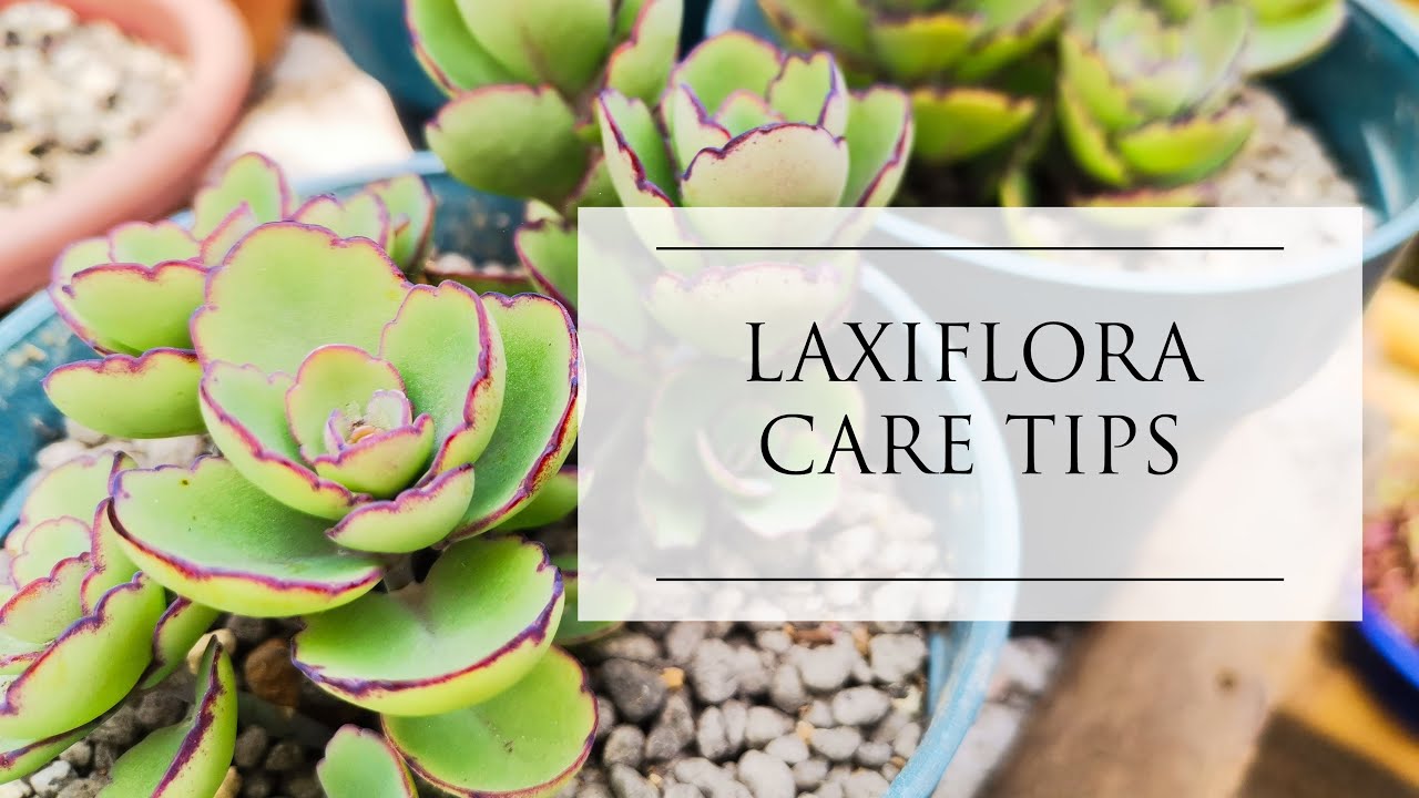 Kalanchoe Laxiflora Care Tips For Lowland Philippines Nicopou69 Youtube