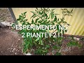 Esperimento Nr2 Piante di Pomodoro Spontanee da seme F2 senza irrigazione