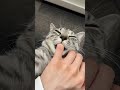 猫に1時間指をしゃぶられた結果 #shorts #猫 #cat