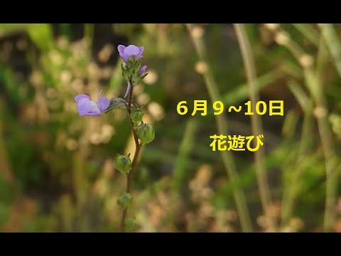 20200609 10花遊び