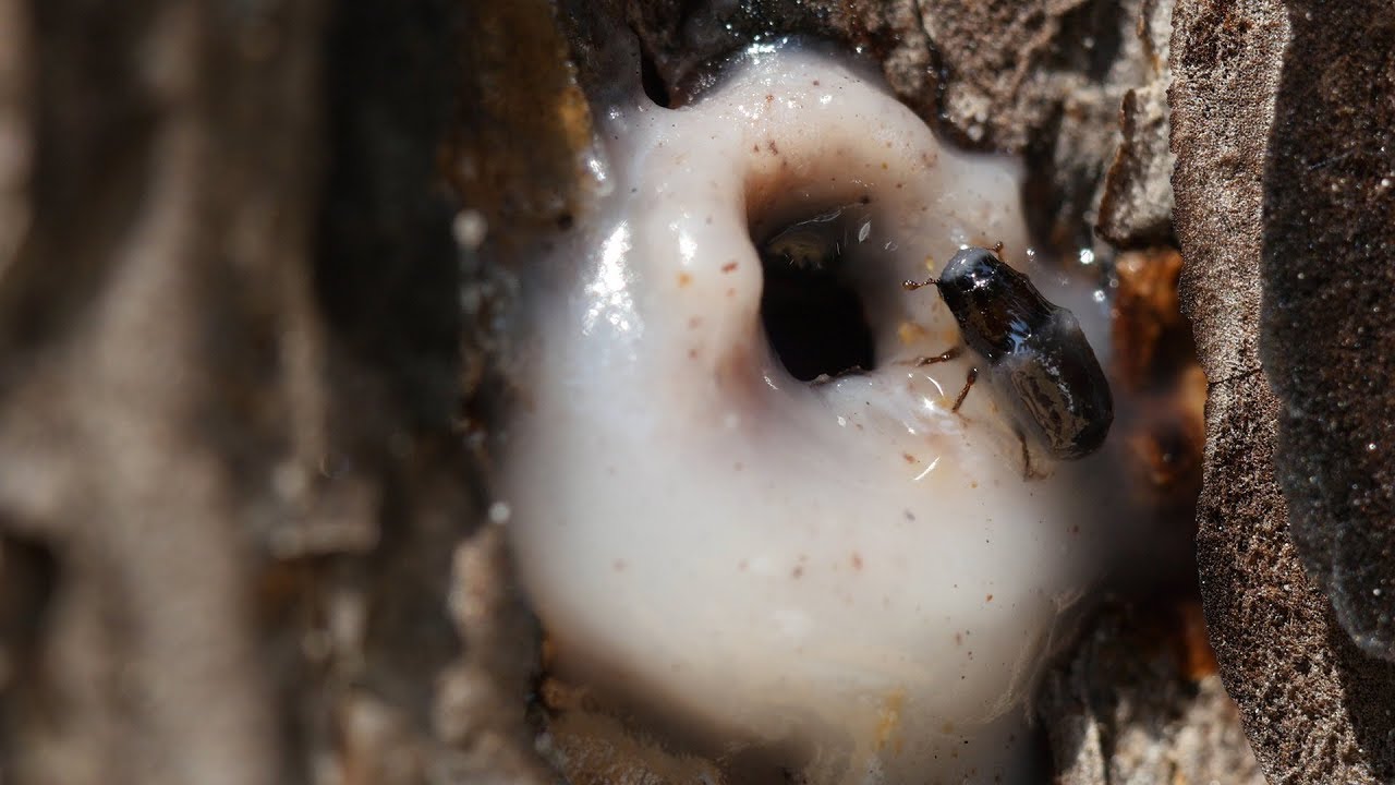 ⁣It’s a Goopy Mess When Pines and Beetles Duke it Out  |  Deep Look