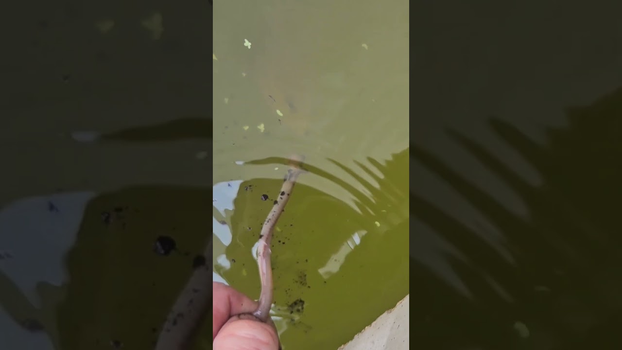 warmouth hanging tough on a night crawler