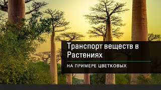 Транспорт веществ в растениях (часть 1)