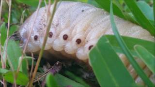 A Grub Worms Journey.