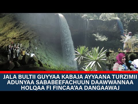 Lixa Oromiyaa Bunnoo Beddellee Holqaafi Fincaa Aa Dangaawaj