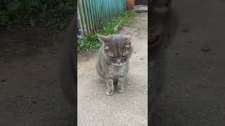 😉никогда не торопись🙂  #жизненнаямудрость #жизненныйопыт #котывидео #кот