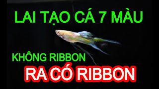 CÁCH LAI TẠO DÒNG CÁ BẢY MÀU KHÔNG RIBBON RA CÓ RIBBON