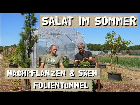 Video: Sommersalatpflege – Erfahren Sie, wie man Sommersalatköpfe anbaut