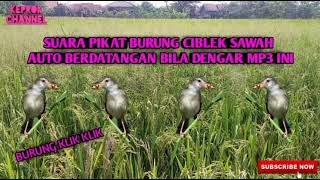 Suara Pikat Burung Ciblek Sawah/klik klik ribut mp3