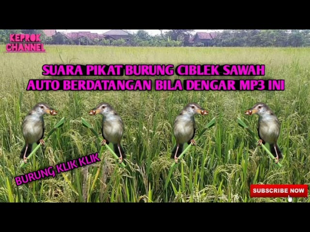 Suara Pikat Burung Ciblek Sawah/klik klik ribut mp3 class=