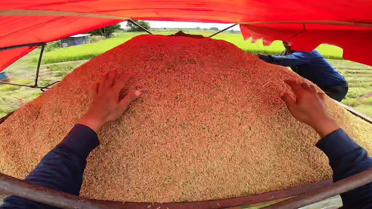 งานเข้าอัดข้าวเต็มอุ้มทางขึ้นก็ลื่น จารย์เอกต้องคอยประคองข้าว