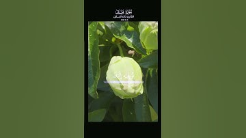 سورة يوسف  خالد الجليل⚘️ surah Yusuf  Khaled AlJalel