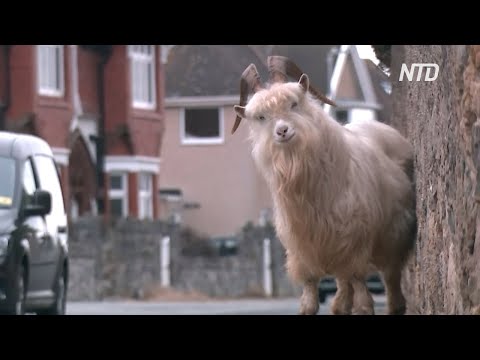 Video: Күрүч кастрюльди козу карындар менен аралаштырат