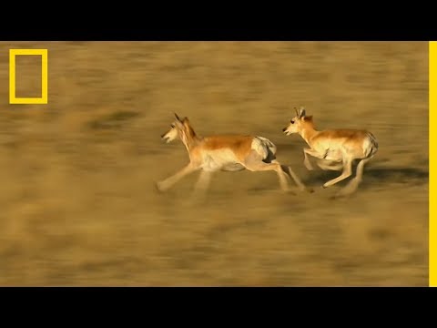 Vidéo: Quand est-ce que l'antilope d'Amérique rut ?