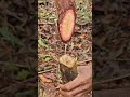 Cold Water from a Tree A Brazilian Boy’s Shocking Jungle Experience#shortsvideo