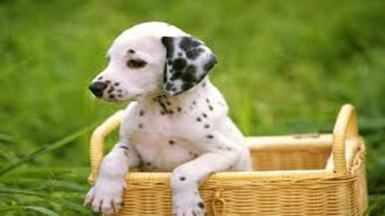 かわいい 白黒斑点がかわいい ダルメシアン子犬映像集 ダルメシアン Youtube
