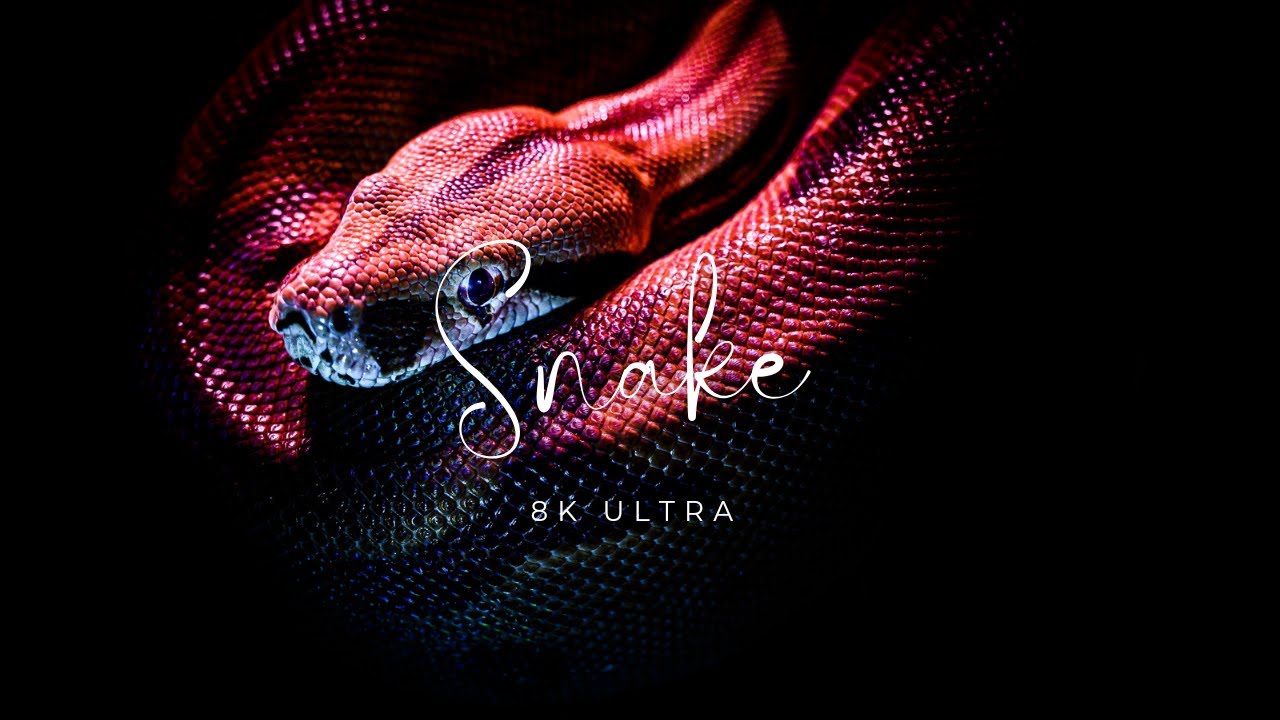 Snake full HD video 📸 - YouTube