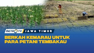 Berkah Musim Kemarau Untuk Petani Tembakau