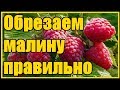 Правила обрезки-формировки ремонтантной и обычной малины