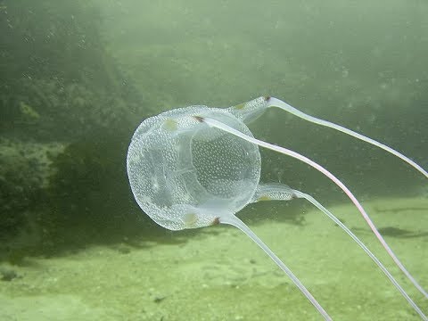 Facts The Box Jellyfish Youtube