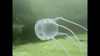 Facts: The Box Jellyfish