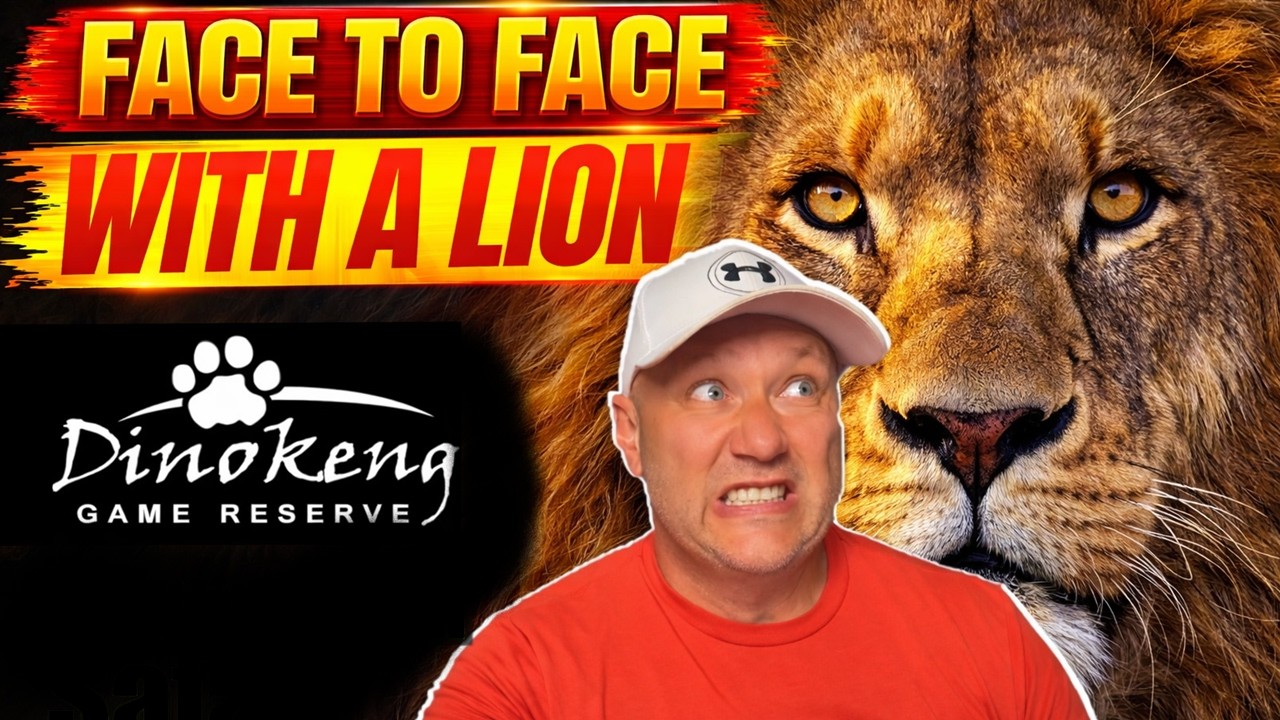 Lions Came Too Close for Comfort at a Dinokeng Safari!