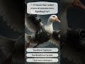 🦆🚀 Квиз: Как зовут этого итальянского брейнрота?