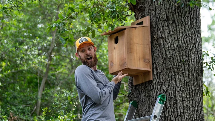 Screech Owl Nesting Box Build