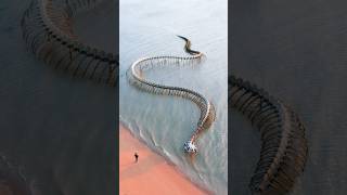 Skeleton Of A Snake Or Dragon On Google Earth