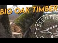 Harvesting Lumber From Oak Trees: Part 1