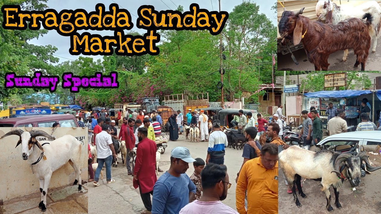 Every Sunday market | Erragadda Sunday market Goat's and sheeps available in Hyderabad | All pets|