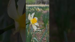 수선화 한라수목원2023.04.04