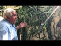 Edgar Valdivia's Asunta Dragon Fruit Garden Tour
