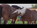 Kaltblüter -Fellpflege - Draft horse  grooming