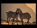 You Won't Believe What These Zebras Are Doing! 😲​The Most Unusual Zebra Moment Ever Captured! 🦓​Nat