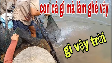 Phát Cuồng Khi Thăm 12 Cửa Ngục Khi Vào Mùa Tôm Cá Ở Sông Tiền # SĂN BẮT ĐỒNG THÁP #