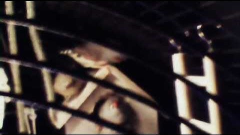 My Zebra Finches Building Nests   better video quality