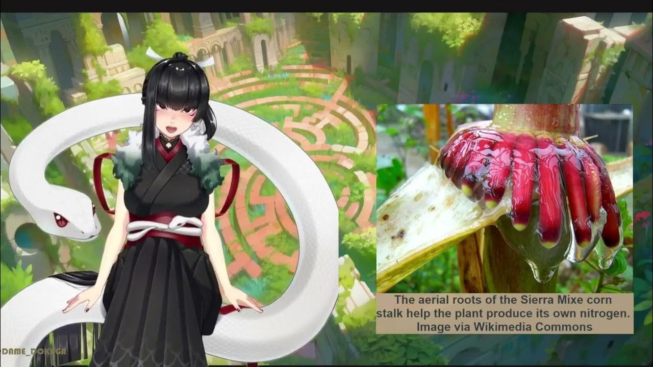 🌽 Sierra Mixe giant corn , a wonder plant that's here to save the day