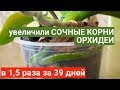 СОЧНЫЕ КОРНИ ОРХИДЕИ и ЛИСТЬЯ увеличились в 1,5 раза за 39 дней