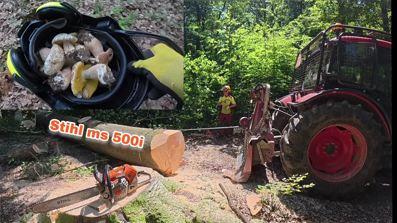 Заготовка древесины + БОНУС, который порадует каждого грибника, Amles, Stihl ms 500i, Работа в лесу