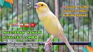Kenari GACOR NGEREK‼️ Masteran Kenari PAUD dan Pancingan Kenari MACET BUNYI dan Betina NGIWIR - 98