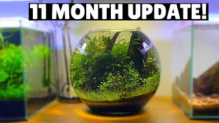 Ultra Low Tech Fish Bowl Aquascape - 11 Month Update