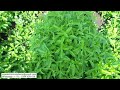 Stevia farming