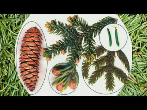 Видео: Что такое лиственные деревья - Harwood Vs. Сорта хвойных деревьев