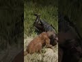 قلمرو طلبی lion