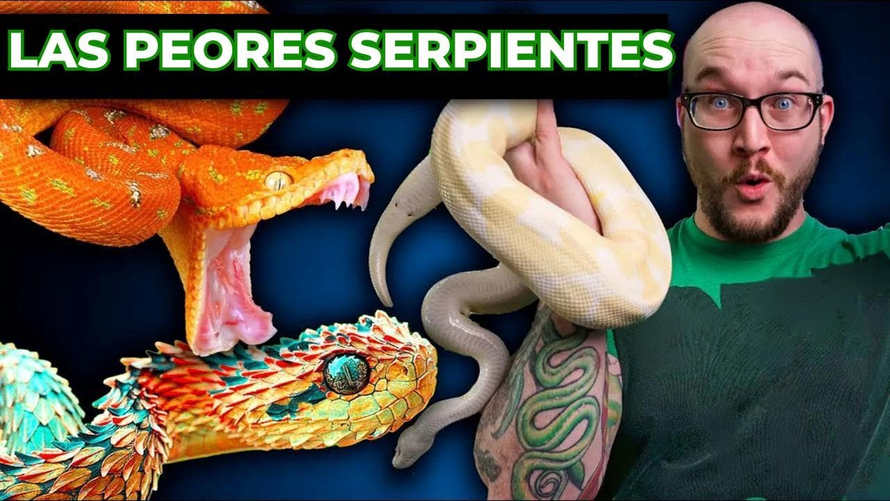 ¡Los 5 peores serpientes para tener de mascota y 5 mejores opciones que no conocías!