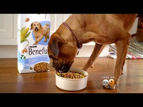 Video: Tilbakekallingsoppdatering: Klassesaksjonssaker rettet mot Nestle Purina etter hundedød