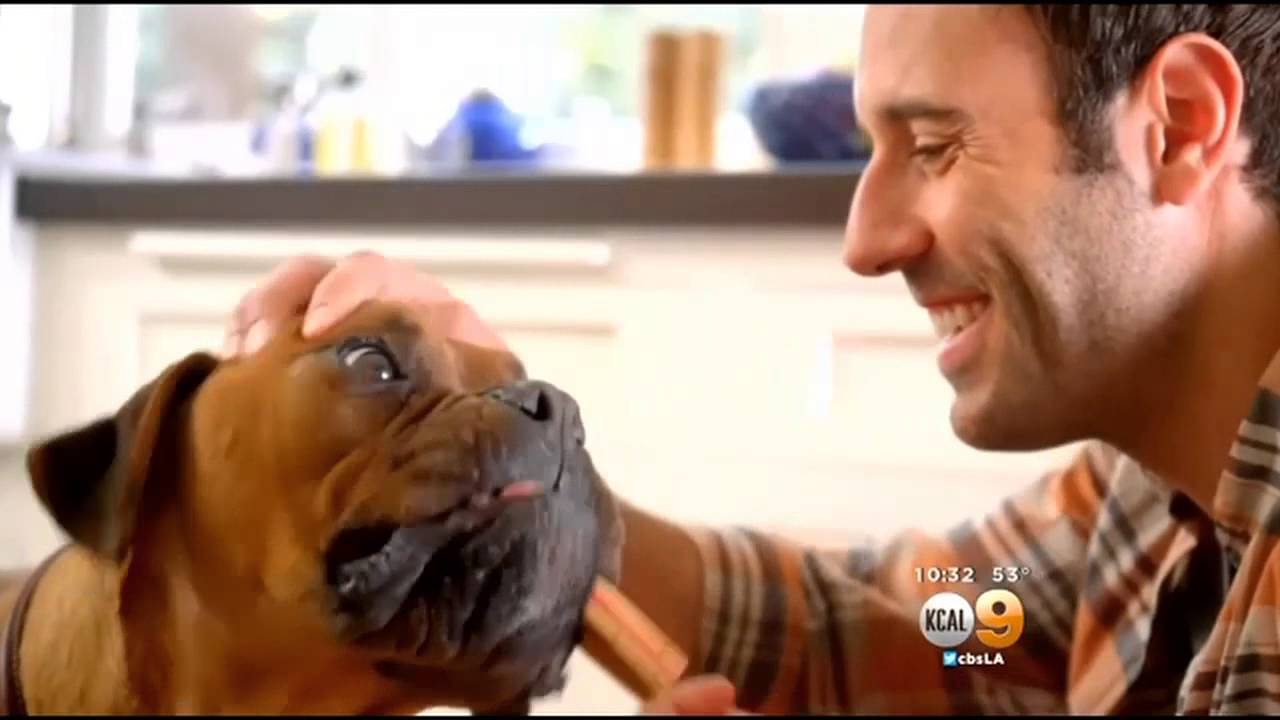 Lawsuit Alleges Purina Dog Food Caused Sickness, Death In Dogs YouTube